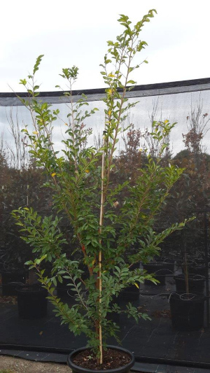 Ulmus parvifolia 'Todd' Chinese Elm