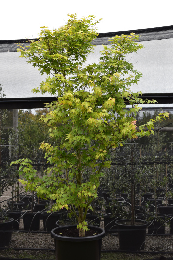 Acer Palmatum - Japanese Maple