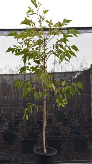 Corymbia (Eucalyptus) maculata - Spotted Gum 