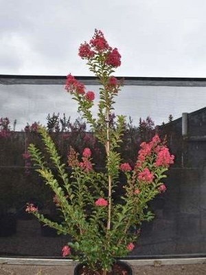 Lagerstroemia  indica