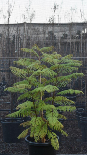 Jacaranda mimosifolia