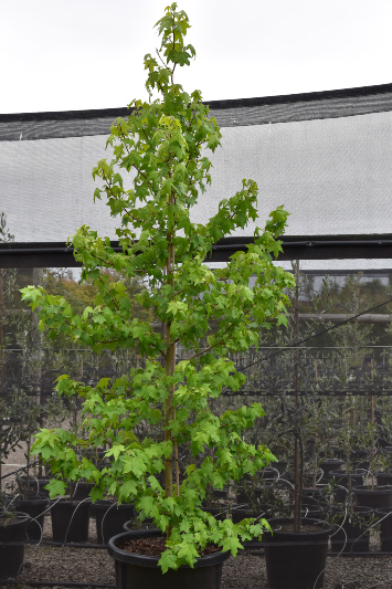 Liquidambar