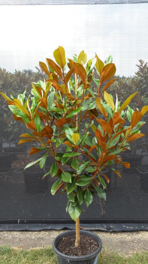 Magnolia grandiflora - Coolwyn Gloss