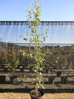 Ornamental Manchurian Pear