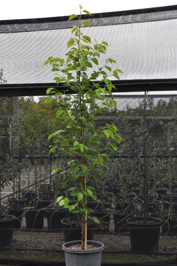 Ornamental Pear Select Cleveland Select