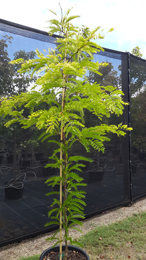 Sunburst Honey Locust Gleditsia Triacanthos ‘Sunburst’