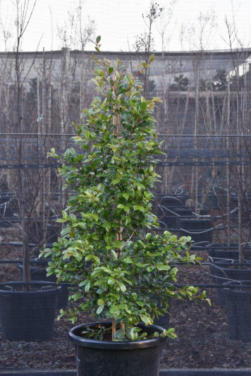 Syzygium paniculata 'Backyard Bliss' Lilly Pilly