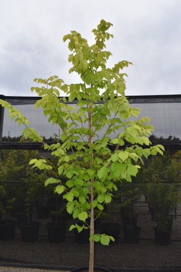 Ulmus glabra lutescens