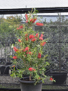 Callistemon Kings Park Special Bottlebrush