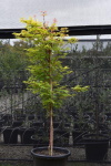 Coral Bark Maple Senkaki