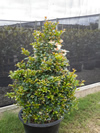 Lilly Pilly Syzigium australe select form