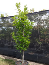 Pin Oak Pringreen green pillar