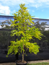 Golden Robinia Frisia