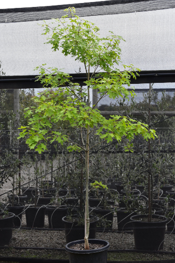 Quercus coccinea 
