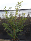 Chinese Elm