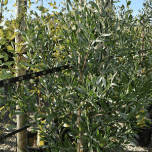 Acacia melanoxylon - Blackwood Acacia