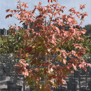 Acer negundo ‘Sensation’ Box Elder