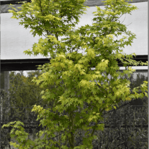 Acer palmatum Japanese Maple