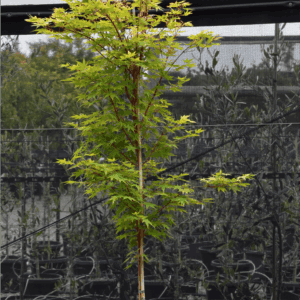 Acer palmatum ‘Sango Kaku’ Coral Bark Japanese Maple