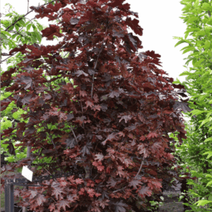 Acer ‘Crimson Sentry’ Maple