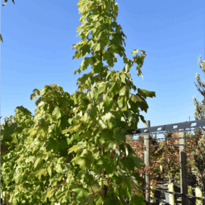 Acer rubrum ‘Autumn Red’ - Canadian Maple