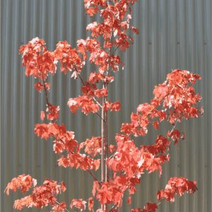 Acer x freemainii ‘Jeffersred’ Autunm Blaze