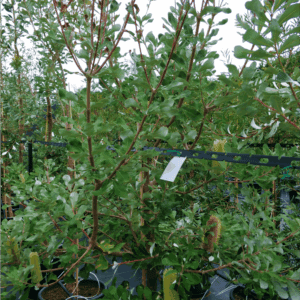Banksia integrifolia Coastal Banksia