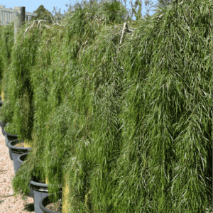 Acacia cognata ‘Waterfall’ Wattle