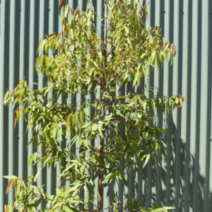 Angophora costata Smooth Barked Apple