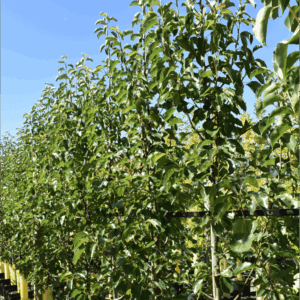 Betula pendula ‘Moss White’