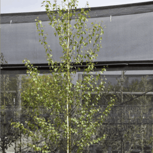 Betula Pendula Silver Birch