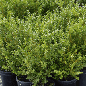 Buxus sempervirens - English Box