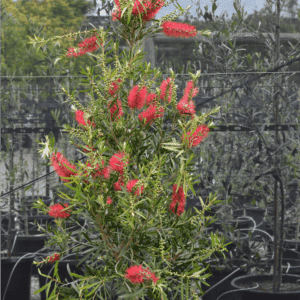 Callistemon ‘Kings Park Special’ Bottlebrush