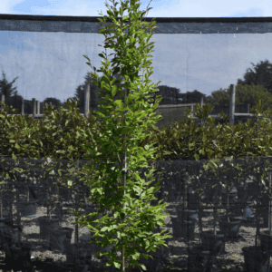 Carpinus betulus ‘Fastigiata’ Upright European Hornbeam