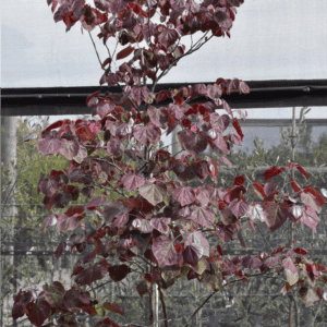 Cercis canadensis ‘Forest Pansy’