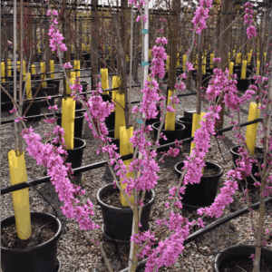 Cercis chinensis ‘Avondale’