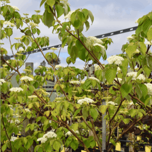 Cornus controversa ‘June Snow’ (Dogwood)