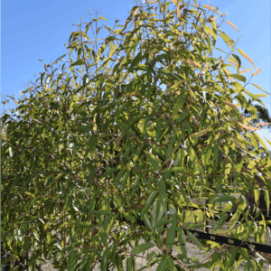 Corymbia citriodora Lemon Scented Gum