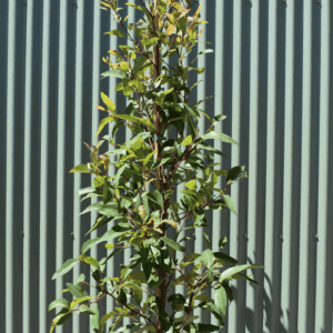 Corymbia ficifolia Red Flowering Gum