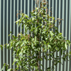 Corymbia maculata Spotted Gum