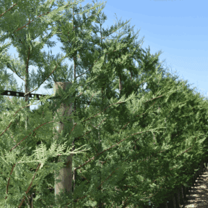 Cupressus x leylandii ‘Better Green’