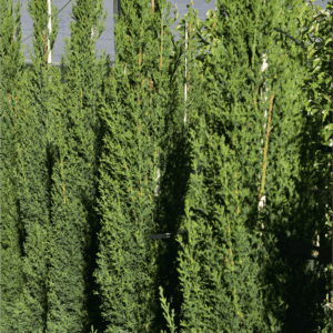 Cupressus sempervirens ‘Glauca’ Italian Pencil Pine