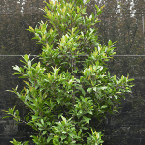 Elaeocarpus reticulatus ‘Prima Donna’ Blueberry Ash