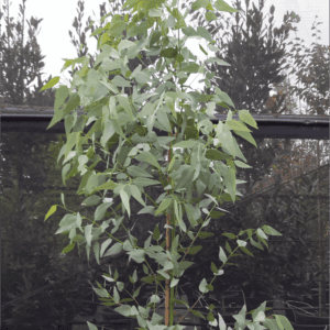 Eucalyptus leucoxylon ‘Euky Dwarf’