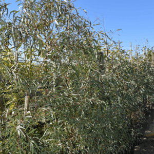 Eucalyptus mannifera ‘Little Spotty’ Red Spotted Gum