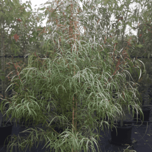 Eucalyptus Scoparia ‘Wallangara White Gum’
