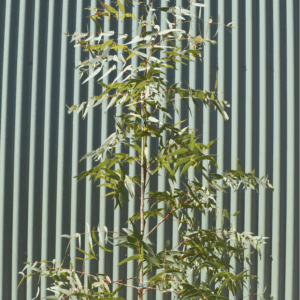 Eucalyptus viminalis ‘Manna Gum’