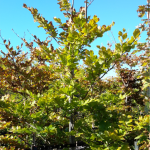Fagus sylvatica European Beech