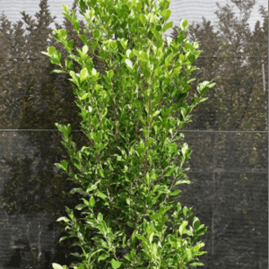 Ficus microcarpa hillii ‘Flash’
