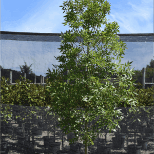 Fraxinus angustifolia ‘Raywoodii’ Claret Ash